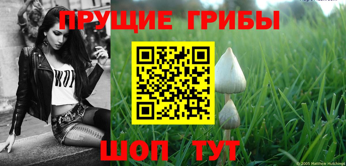 Галлюциногенные грибы Psilocybe Полысаево